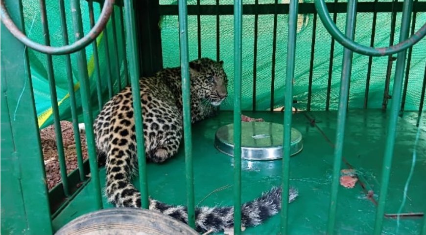 "കാസ്ട്രോ"യ്ക്ക് കൂട്ട് "റിമോ"; പുല്ലൂരിൽ പിടിയിലായ പുലിയെ തൃശ്ശൂർ മൃഗശാലയിൽ എത്തിച്ചു.