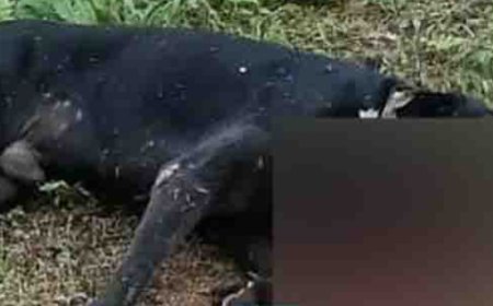 ബദിയടുക്കയിൽ സ്ഥാനാർത്ഥിയുടെ വീടിനു മുന്നിൽ നാടൻ ബോംബ് പൊട്ടി വളർത്തുന്ന നായ ചത്തു