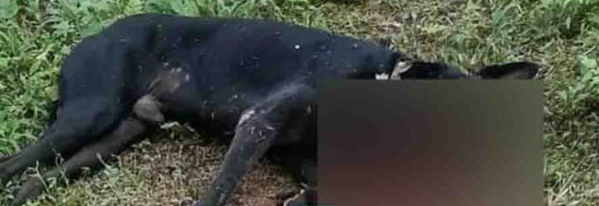 ബദിയടുക്കയിൽ സ്ഥാനാർത്ഥിയുടെ വീടിനു മുന്നിൽ നാടൻ ബോംബ് പൊട്ടി വളർത്തുന്ന നായ ചത്തു