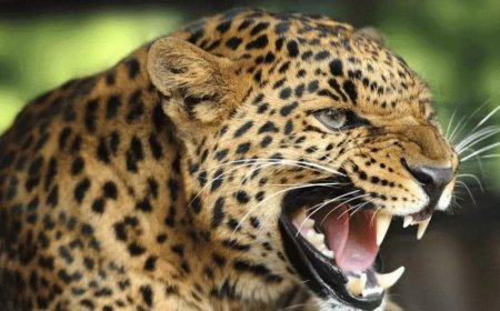 പുലിയിറങ്ങിയെന്ന വ്യാജ പ്രചാരണം; നാട്ടുകാർ ഭീതിയിൽ