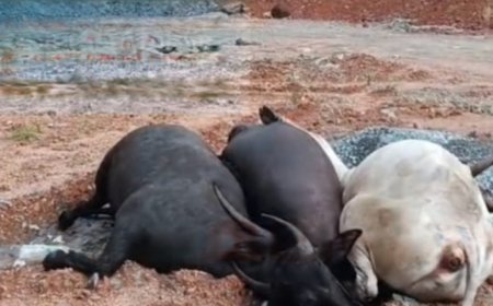 ചാലിങ്കാലിൽ പോത്തിന്റെയും, കാളയുടെയും ജഡങ്ങൾ ഉപേക്ഷിച്ച നിലയിൽ കണ്ടെത്തി