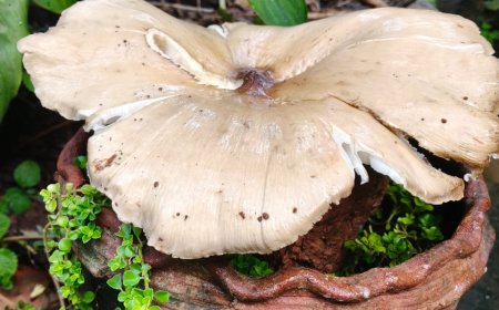 കാലം തെറ്റി വന്ന കൂൺ