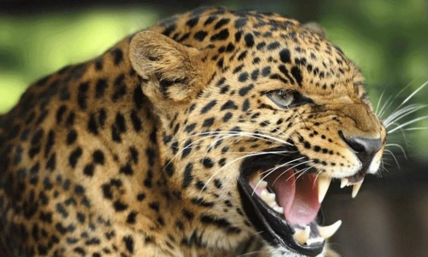 പുലിയിറങ്ങിയെന്ന വ്യാജ പ്രചാരണം; നാട്ടുകാർ ഭീതിയിൽ