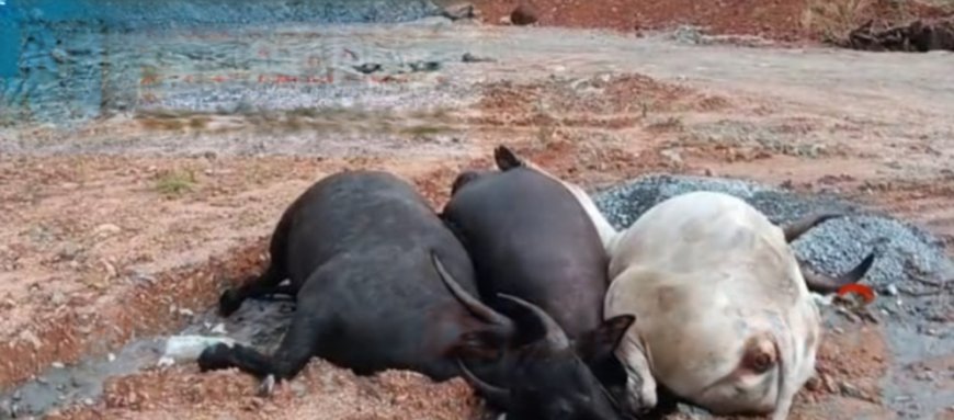 ചാലിങ്കാലിൽ പോത്തിന്റെയും, കാളയുടെയും ജഡങ്ങൾ ഉപേക്ഷിച്ച നിലയിൽ കണ്ടെത്തി