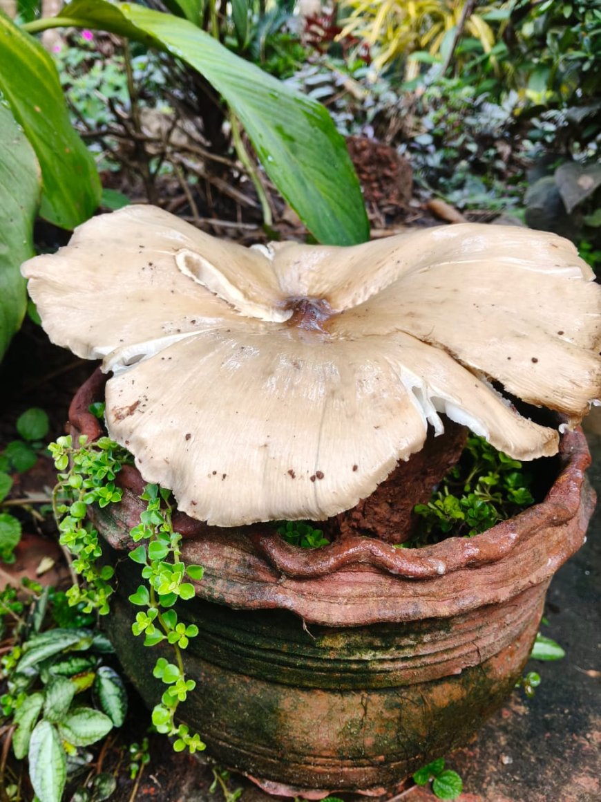 കാലം തെറ്റി വന്ന കൂൺ
