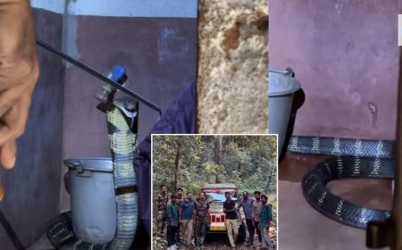 പാണത്തൂരിൽ കൂറ്റൻ രാജവെമ്പാലയെ പിടികൂടി