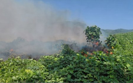 വെള്ളരിക്കുണ്ടിൽ വൻ തീപിടുത്തം