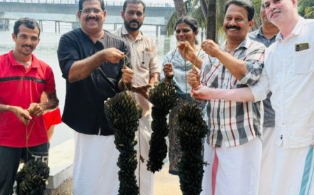 നീലേശ്വരത്ത് കല്ലുമ്മക്കായ വിളവെടുപ്പ് നടന്നു