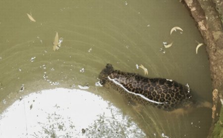 പുലിയെ കിണറിൽ ചത്ത നിലയിൽ കണ്ടെത്തി