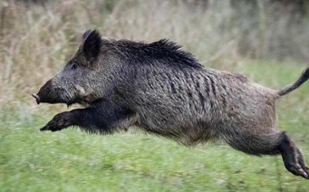 വിജ്ഞാന-വികസന സദസ്സിനിടയിലേക്ക് പന്നിയുടെ ആക്രമണം; മൂന്ന് പേർക്ക് പരിക്ക്
