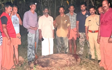 ചായ്യോത്ത് ഭീതി പരത്തിയ കാട്ടുപന്നിയെ വെടിവെച്ചു കൊന്നു