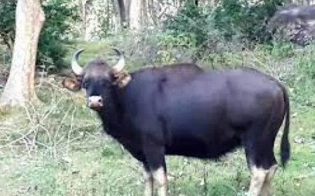 പനങ്ങാട് കാട്ടുപോത്തിറങ്ങി; ജനങ്ങൾ ഭീതിയിൽ