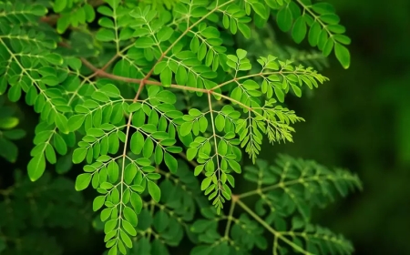 മുരിങ്ങ ഇനി നീലേശ്വരം നഗരസഭയുടെ ഔദ്യോഗിക വൃഷം