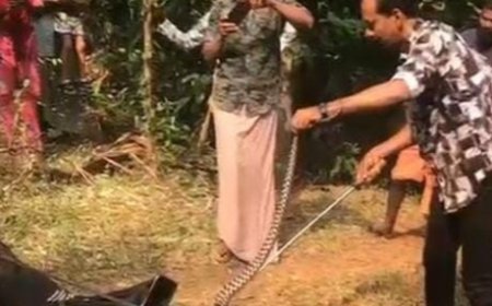 പാണത്തൂരിൽ അപൂർവ്വ ഇനം 'വരകുറിയൻ' പാമ്പിനെ കണ്ടെത്തി