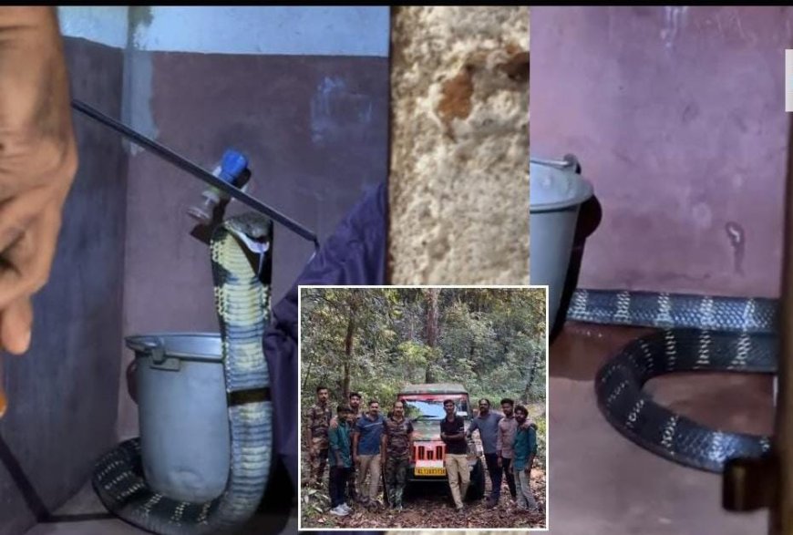 പാണത്തൂരിൽ കൂറ്റൻ രാജവെമ്പാലയെ പിടികൂടി