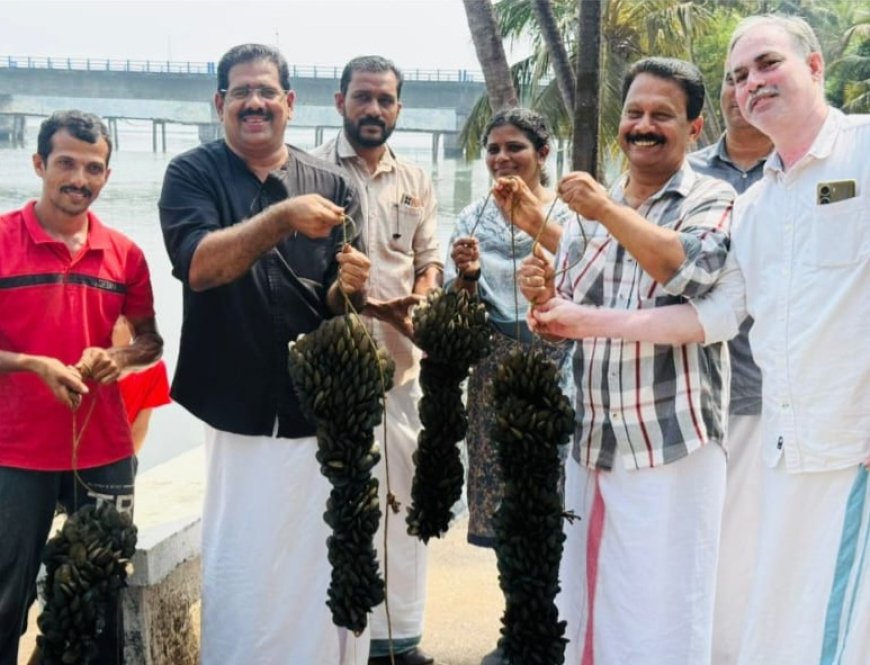 നീലേശ്വരത്ത് കല്ലുമ്മക്കായ വിളവെടുപ്പ് നടന്നു