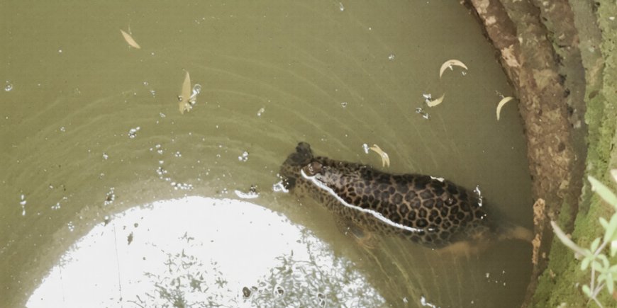 പുലിയെ കിണറിൽ ചത്ത നിലയിൽ കണ്ടെത്തി
