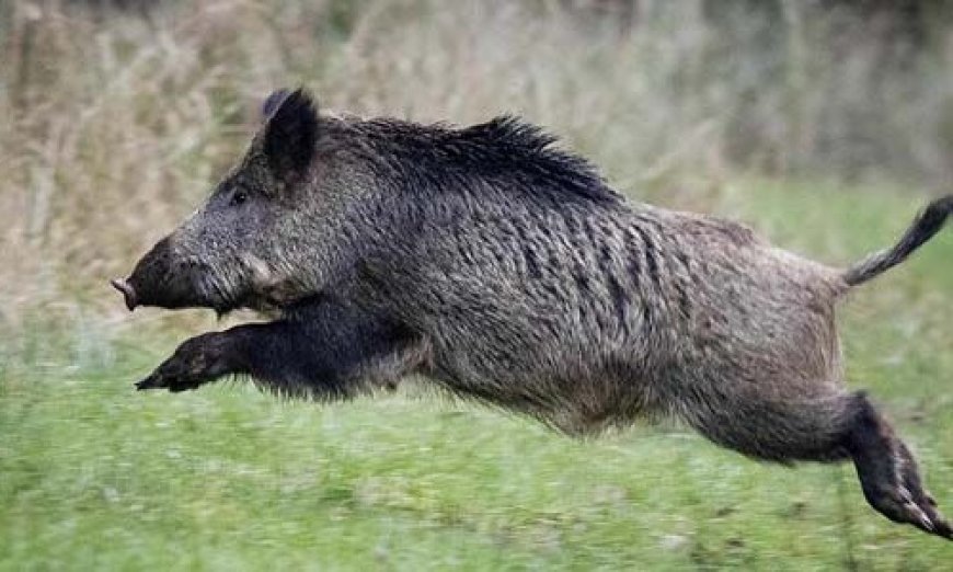 വിജ്ഞാന-വികസന സദസ്സിനിടയിലേക്ക് പന്നിയുടെ ആക്രമണം; മൂന്ന് പേർക്ക് പരിക്ക്