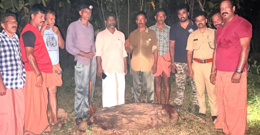 ചായ്യോത്ത് ഭീതി പരത്തിയ കാട്ടുപന്നിയെ വെടിവെച്ചു കൊന്നു