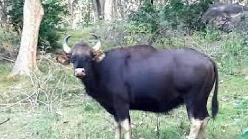 പനങ്ങാട് കാട്ടുപോത്തിറങ്ങി; ജനങ്ങൾ ഭീതിയിൽ