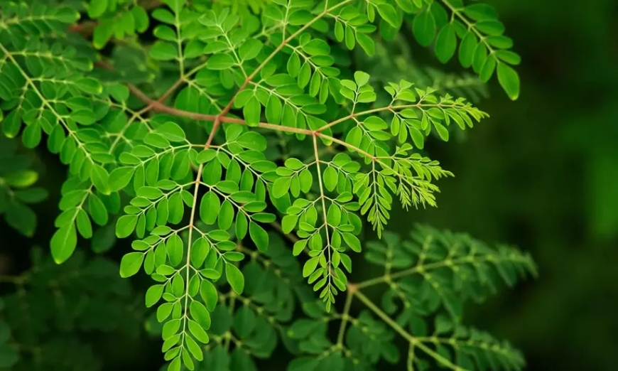 മുരിങ്ങ ഇനി നീലേശ്വരം നഗരസഭയുടെ ഔദ്യോഗിക വൃഷം