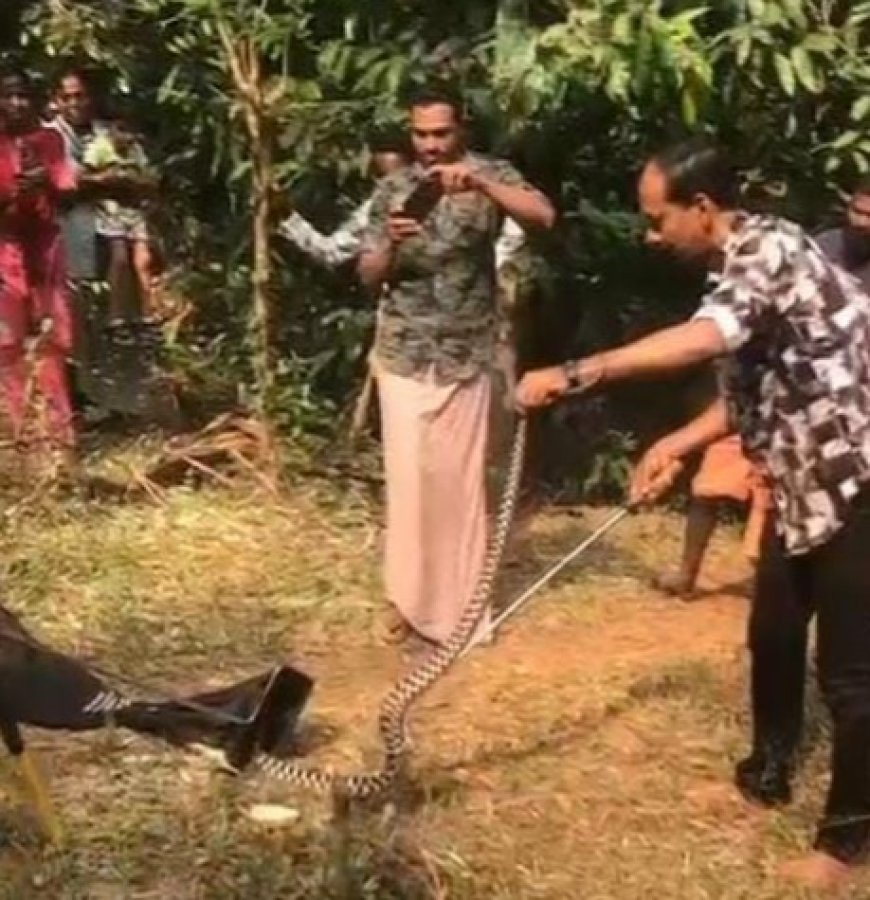 പാണത്തൂരിൽ അപൂർവ്വ ഇനം 'വരകുറിയൻ' പാമ്പിനെ കണ്ടെത്തി