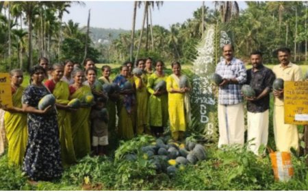 തണ്ണിമത്തൻ കൃഷി വിളവെടുത്തു