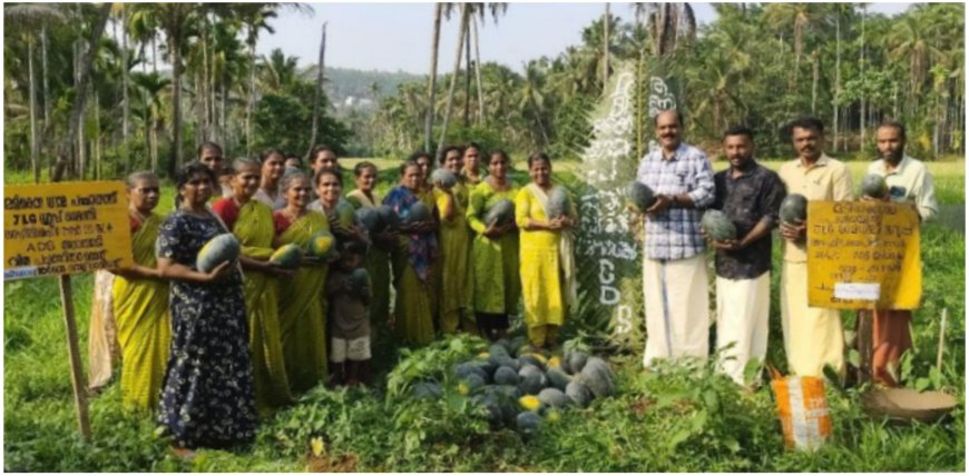 തണ്ണിമത്തൻ കൃഷി വിളവെടുത്തു