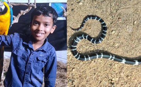ഉറക്കത്തിൽ പാമ്പുകടിയേറ്റ് എട്ടു വയസ്സുകാരൻ മരിച്ചു; സഹോദരൻ ചികിത്സയിൽ