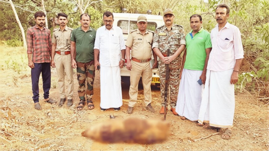 മുളിയാർ പഞ്ചായത്തിൽ ഭീതിയുണ്ടാക്കിയ കൂറ്റൻ പന്നിയെ വെടിവെച്ച് കൊന്നു