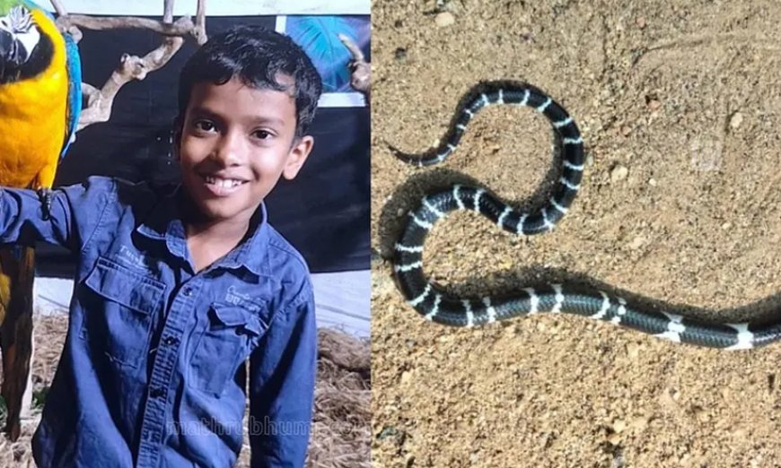 ഉറക്കത്തിൽ പാമ്പുകടിയേറ്റ് എട്ടു വയസ്സുകാരൻ മരിച്ചു; സഹോദരൻ ചികിത്സയിൽ