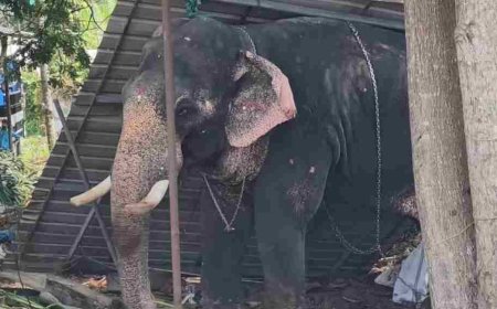 കൂടല്‍മാണിക്യം ക്ഷേത്രത്തില്‍ ഉത്സവത്തിനെത്തിച്ച ആന ഇടഞ്ഞ് പാപ്പാനെ ചവിട്ടി കൊന്നു