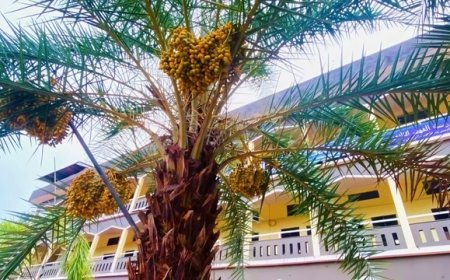ബാലുശ്ശേരി മർകസ് പബ്ലിക് സ്കൂൾ അങ്കണത്തിൽ കൗതുകക്കാഴ്ചയൊരുക്കി ഈന്തപ്പനകൾ കായ്ച്ചു