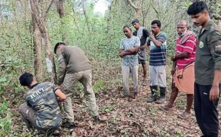 മടിക്കൈ വെള്ളൂടയിൽ പുലി സാന്നിധ്യം; വനം വകുപ്പ് ക്യാമറ സ്ഥാപിച്ചു, നാട്ടുകാർ ജാഗ്രതയിൽ