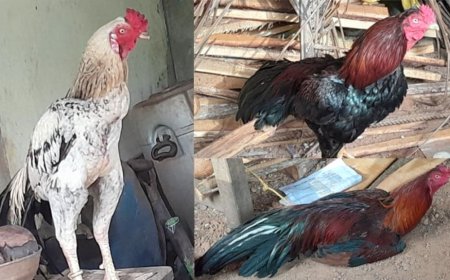 മഞ്ചേശ്വരത്ത് കോഴിയങ്ക കേന്ദ്രത്തിൽ പോലീസ് റെയ്ഡ്; അഞ്ചുപേർ പിടിയിൽ