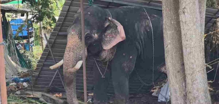 കൂടല്‍മാണിക്യം ക്ഷേത്രത്തില്‍ ഉത്സവത്തിനെത്തിച്ച ആന ഇടഞ്ഞ് പാപ്പാനെ ചവിട്ടി കൊന്നു