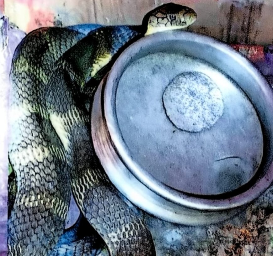 രാജവെമ്പാലയെ പിടികൂടി