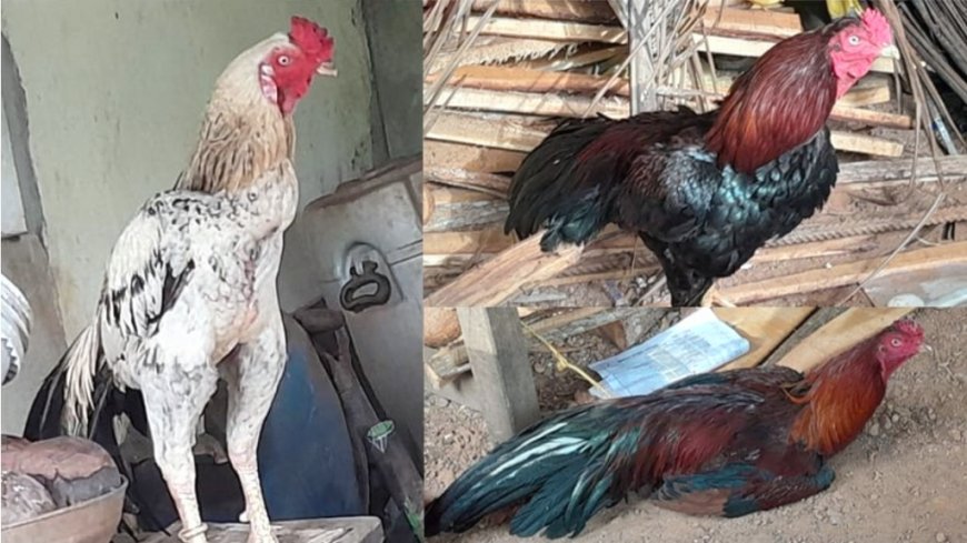 മഞ്ചേശ്വരത്ത് കോഴിയങ്ക കേന്ദ്രത്തിൽ പോലീസ് റെയ്ഡ്; അഞ്ചുപേർ പിടിയിൽ