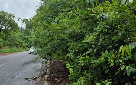 റോഡിലേക്ക് തൂങ്ങിയ മരക്കൊമ്പുകൾ; യാത്രക്കാർക്ക് ഭീഷണിയായി കാഞ്ഞങ്ങാട്-പാണത്തൂർ പാത