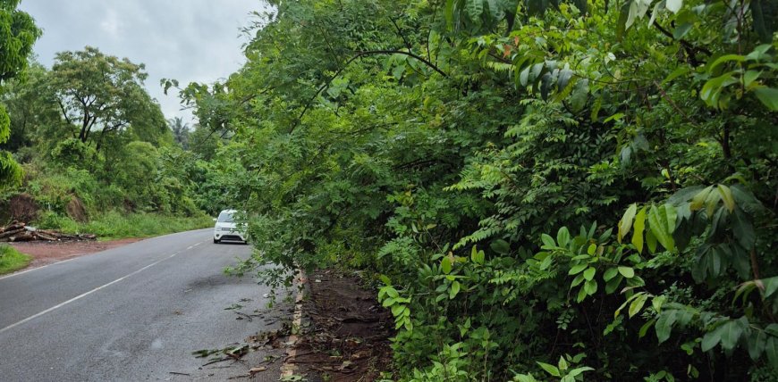 റോഡിലേക്ക് തൂങ്ങിയ മരക്കൊമ്പുകൾ; യാത്രക്കാർക്ക് ഭീഷണിയായി കാഞ്ഞങ്ങാട്-പാണത്തൂർ പാത