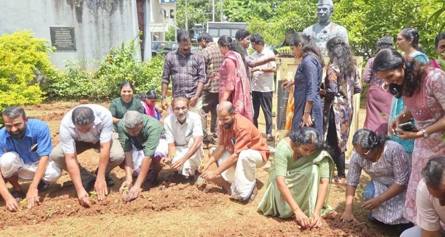 ഓണത്തിന് സ്വന്തം പൂക്കൾ; കാഞ്ഞങ്ങാട് നഗരസഭയുടെ ചെണ്ടുമല്ലി കൃഷിക്ക് തുടക്കം