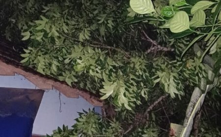 കരിന്തളത്ത് വീടിന് മുകളിലേക്ക് മരം കടപുഴകി വീണു. 90കാരിക്ക് പരിക്ക്