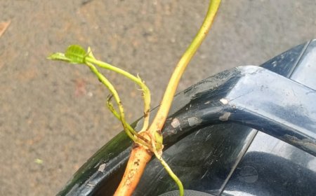 അടയ്ക്കയിൽ നിന്ന് മുളച്ചത് പറങ്കിമാവ്; മടിക്കൈയിൽ കൗതുകക്കാഴ്ച