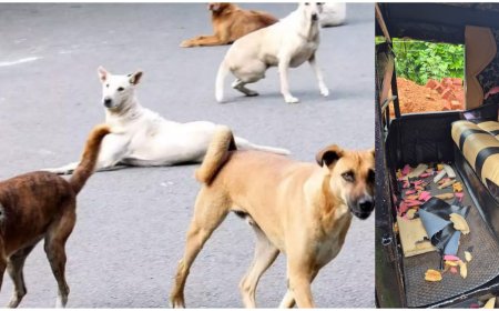 തെരുവുനായ ആക്രമണം; നിയന്ത്രണത്തിന് നിയമതടസ്സമെന്ന് പഞ്ചായത്ത്