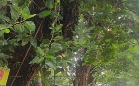 ചിറപ്പുറത്ത് അപകടഭീഷണിയായി കൂറ്റൻ മരങ്ങൾ; അടിയന്തര നടപടി വേണമെന്ന് നാട്ടുകാർ
