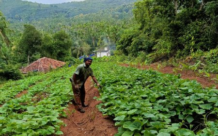 മഴ ചതിച്ചു; ഓണം ലക്ഷ്യമിട്ട പച്ചക്കറി കൃഷി പ്രതിസന്ധിയിൽ