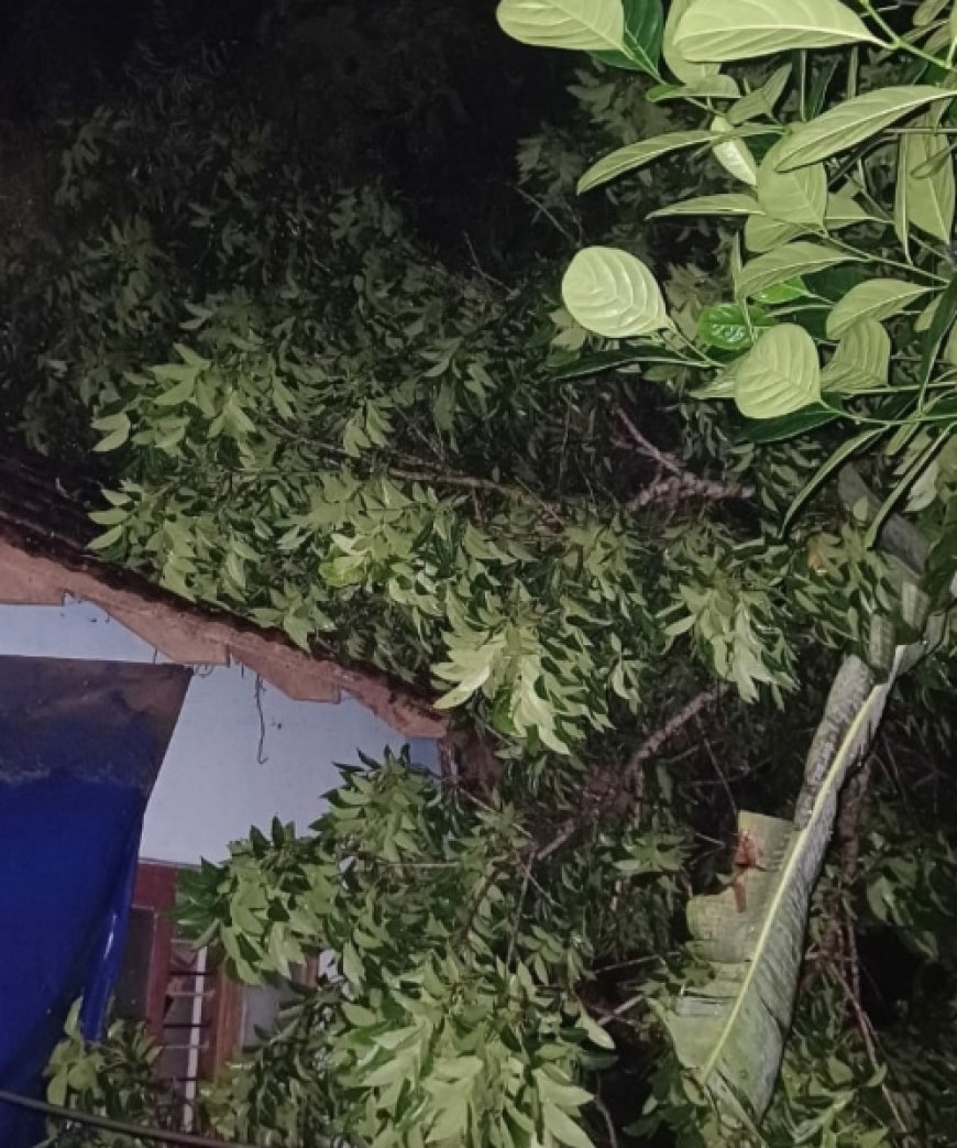 കരിന്തളത്ത് വീടിന് മുകളിലേക്ക് മരം കടപുഴകി വീണു. 90കാരിക്ക് പരിക്ക്