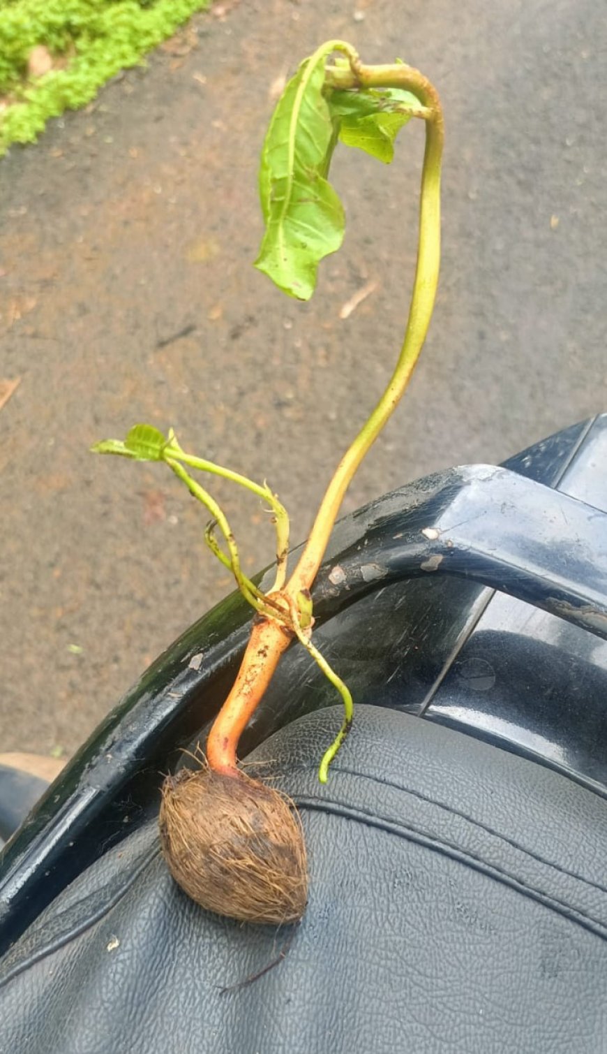അടയ്ക്കയിൽ നിന്ന് മുളച്ചത് പറങ്കിമാവ്; മടിക്കൈയിൽ കൗതുകക്കാഴ്ച