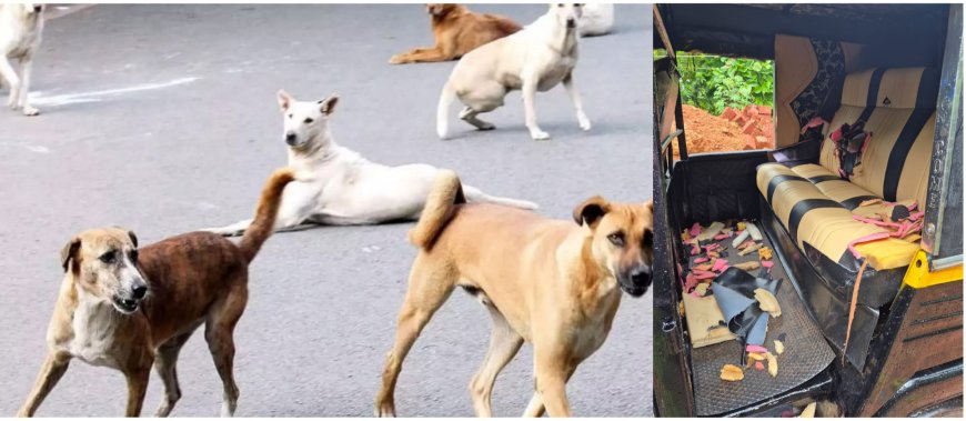 തെരുവുനായ ആക്രമണം; നിയന്ത്രണത്തിന് നിയമതടസ്സമെന്ന് പഞ്ചായത്ത്