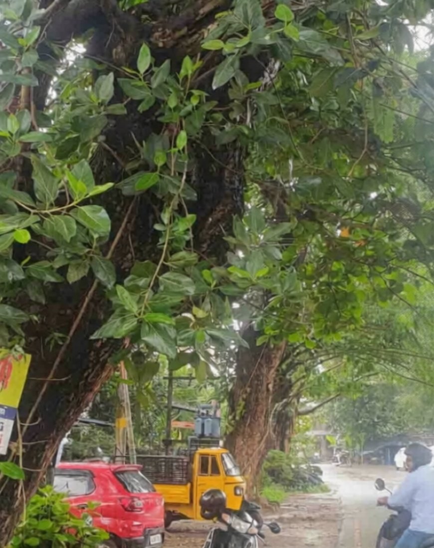 ചിറപ്പുറത്ത് അപകടഭീഷണിയായി കൂറ്റൻ മരങ്ങൾ; അടിയന്തര നടപടി വേണമെന്ന് നാട്ടുകാർ